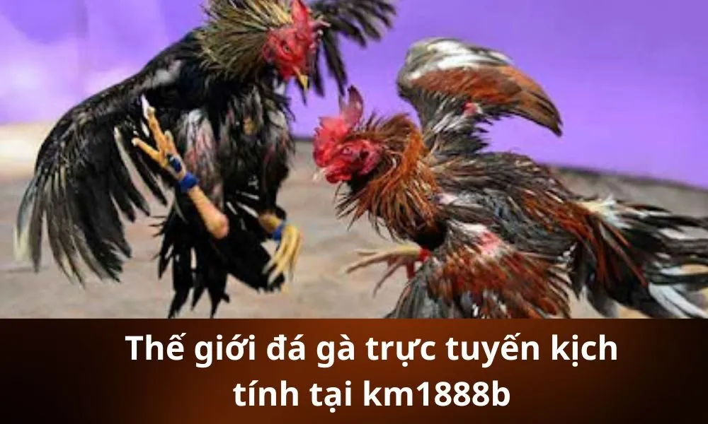Thế giới đá gà trực tuyến kịch tính tại km1888b