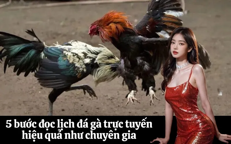 5 bước đọc lịch đá gà trực tuyến hiệu quả như chuyên gia