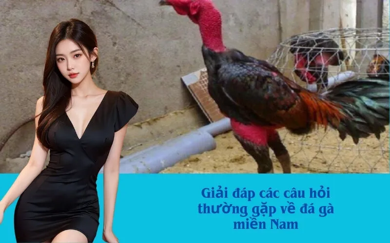 Giải đáp các câu hỏi thường gặp về đá gà miền Nam
