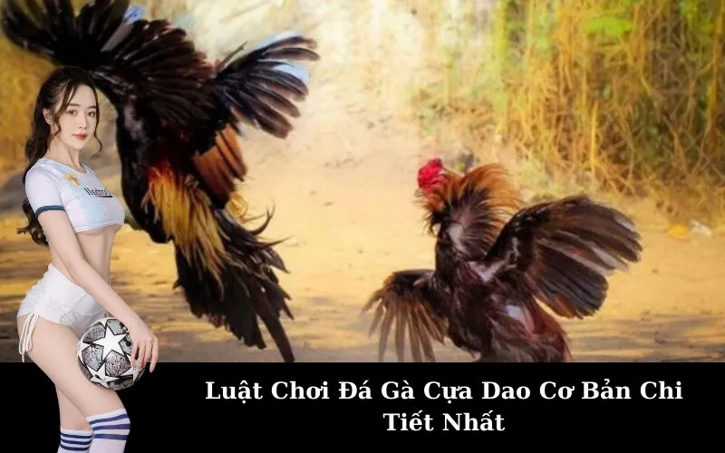 Luật Chơi Đá Gà Cựa Dao Cơ Bản Chi Tiết Nhất