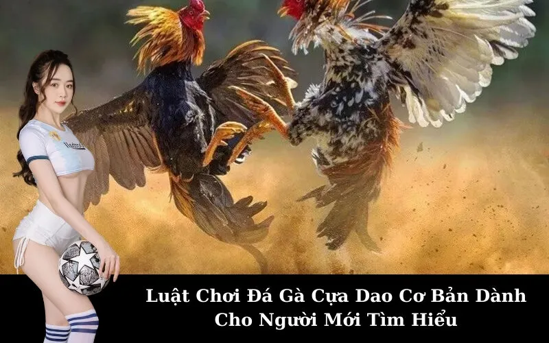 Luật Chơi Đá Gà Cựa Dao Cơ Bản Dành Cho Người Mới Tìm Hiểu