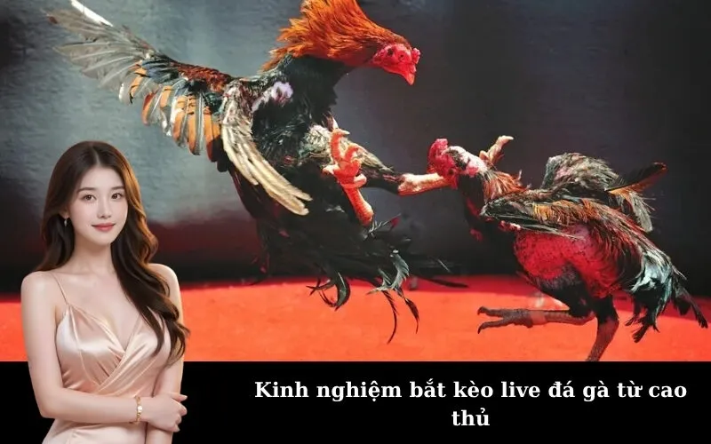 Kinh nghiệm bắt kèo live đá gà từ cao thủ