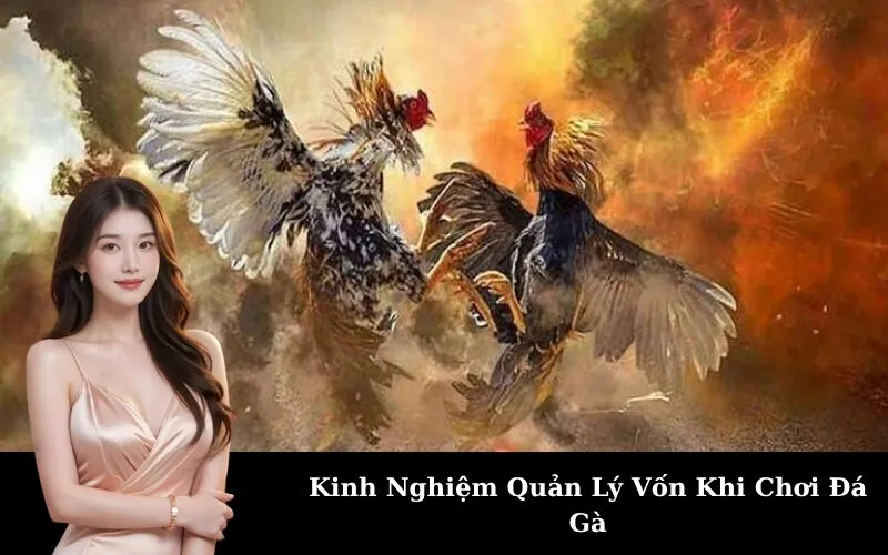Kinh Nghiệm Quản Lý Vốn Khi Chơi Đá Gà
